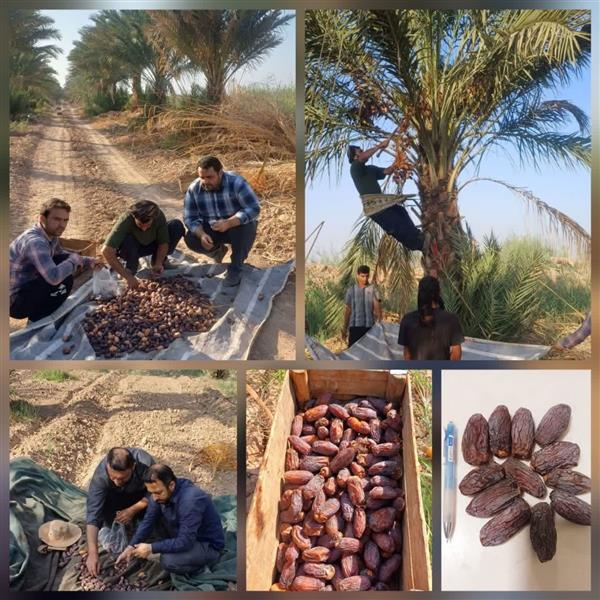 در راستای انجام پروژه های تحقیقاتی در ستاد پژوهشكده خرما و میوه‌های گرمسیری؛