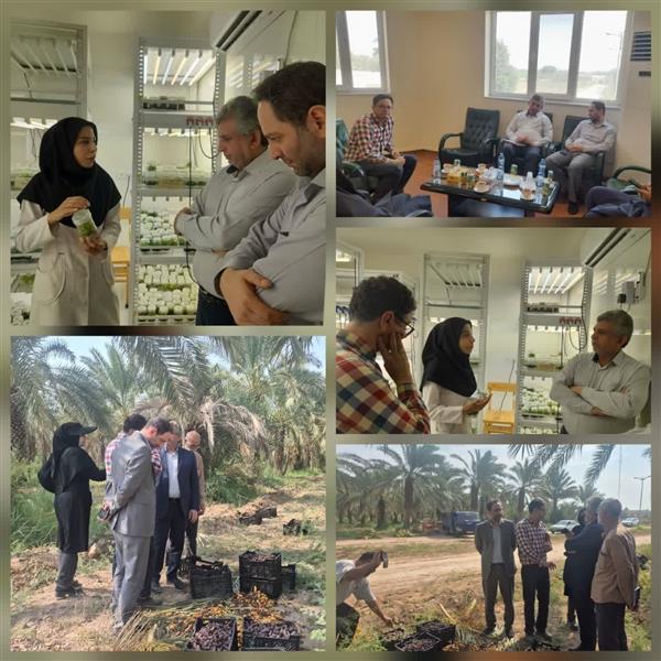تأكید بر ظرفیت‌های اقتصادی خرما و توسعه سرمایه‌گذاری در زنجیره ارزش این محصول راهبردی ؛